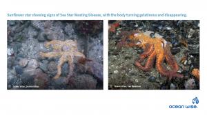 Sunflower Sea Star with Sea Star Wasting Disease