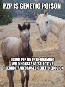 Shooting free-roaming American wild horses with PZP is 'harassment' and a violation of the federal Act to protect wild horses. Using PZP is 'selective breeding' and causes social disruption in family-bands and leads to genetic erosion, thereby jepordizing