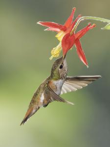 A Rufous Hummingbird forages from a red flower