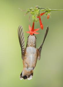 Rufous Hummingbird foraging from flower.