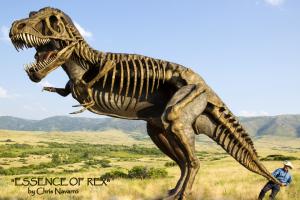 Tyrannosaurs Rex Life Size Bronze Sculpture