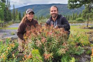 Wilderland Botanicals co-founders, Lauren Blackburn and Craig Blackburn among their 2021 harvest of regeneratively grown Rhodiola rosea
