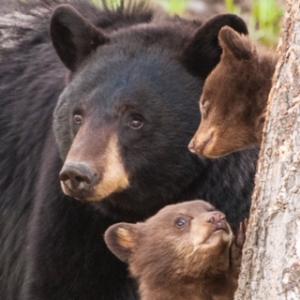 A female black bear with her young cubs.