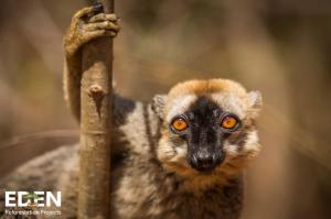 Madagascar Eden Reforestation Projects