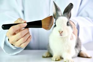Rabbit used in cosmetic testing