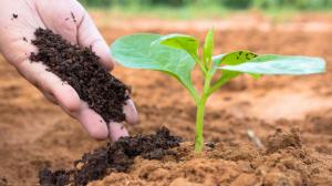 Nitrogenous Fertilizers Market