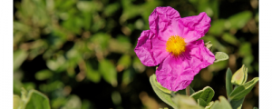 Cistus incanus - one of fourteen extracts participants can choose to receive after they complete the Self Care Challenge.