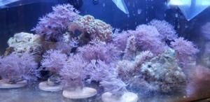 Several species of coral being tested with Methylene Blue as a new sunscreen ingredient that preserves coral health