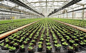 Commercial Greenhouse Market