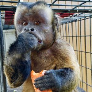Louie from Cheeky Monkey's Adopt-a-Primate Initiative