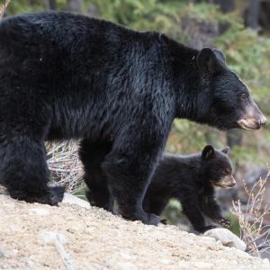 Young black bear cub