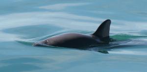 Vaquita porpoise