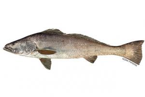 Totoaba žuvis