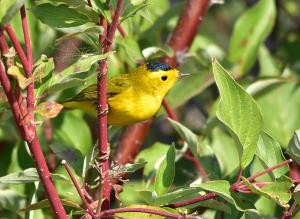 Wilson's Warbler
