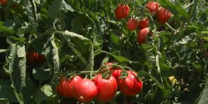 Tomatoes grown by Ingomar Packing Company