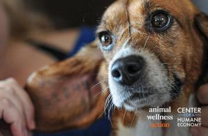 Beagle with tattoo inside his or her ear.