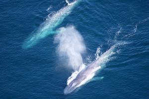 Ocean view of two whales swimming next to one another from overhead