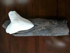 Whale rib gouged by Megaldon with 6 inch Meg tooth replica, photo by Max Hawthorne