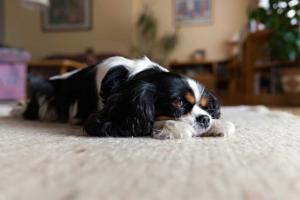 best san antonio carpet cleaning services for dogs