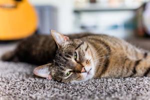 top San Antonio Floor Cleaning Services for Cats