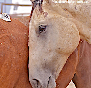 Wild horse waiting for kill-buyer auction