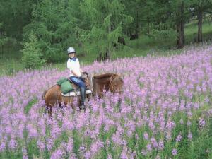 Expeditions on horseback through the national parks and mountains of Mongolia with Stone Horse Expeditions will take you through fields of wild flowers, through mountain passes and ford rough rivers.  This is the adventure trip of a lifetime.