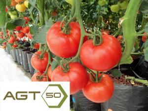 fulvic humic health tomatoes nutrition