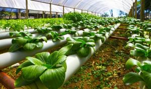 Hydroponic Vegetables Market Size 2022 -2028 | New Business Opportunities, Growth Drivers| Eden Farms, Bright Farms Inc