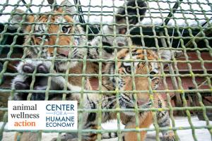 Two tiger cubs look anxious to be freed from their small cage.