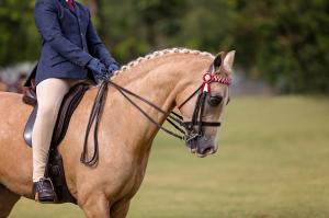 Photo sport horse AEA