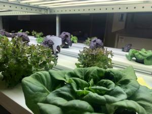 Plants growing in a hydroponic system