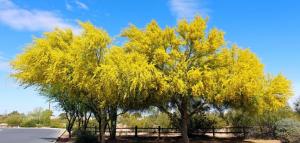 Waffle Forest’s ‘Smart Tree’ Forest To Use Native Desert Species To Reduce Plant-Produced Ozone, Particulates In Phoenix