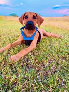 best breeder rhodesian ridgeback puppies for sale texas