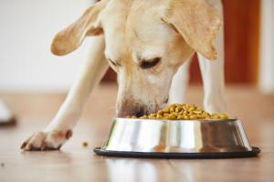 Global Pet Food Market Report by Size & Share