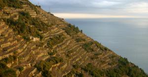 Terraced Vineyards of the Cinque Terre at Sunset