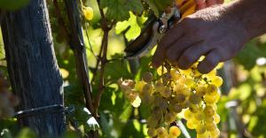 Hands Clip the Cinque Terre Grapes from the Vine