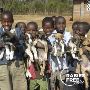 Group of boys holding dogs and smiling for camera