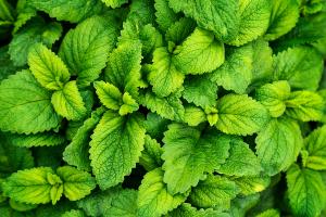 Peppermint leaves used for digestive health in tincture