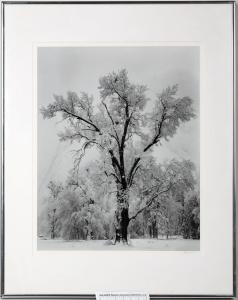 Mammoth framed Yosemite print of a snow-covered tree by Ansel Adams, circa 1959, signed lower right in pencil by Adams, 19 inches by 15 ½ inches less frame (est. $5,000-$9,000).