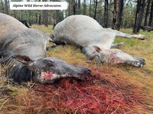 Two of the Alpine Wild Horses Shot and Killed