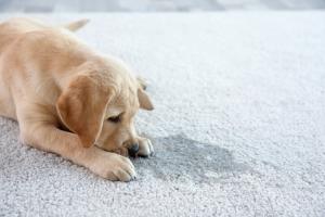 carpet cleaning and stain removal services