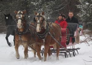 Traveling through the beautiful forest in a horse-drawn sleigh