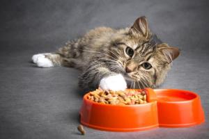 Gcc Cat Food Market