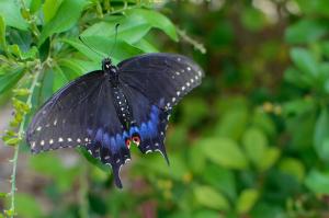 A butterfly enjoys a meal on a swatch of greenery along the shores of the Upper Laguna Madre near Corpus Christi, Texas
