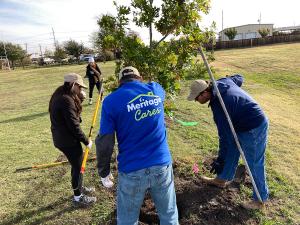 50 trees were replanted.  Trees were provided by the TXU Energy Urban Tree Farm & Education Center.
