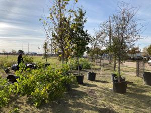 The replanting was intended to help Harold W. Lang Sr.  Middle School to help the tree canopy recover from this summer's drought.