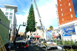A giant Christmas tree is craned into place on Hollywood Boulevard, signaling the start of the holiday season.