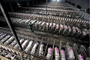 Pigs in factory farm gestation crates