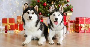 2 beautiful dogs in holiday photo with holiday tree and wrapped presents