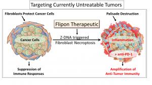 Flipon therapeutics amplify  anti-cancer immune responses